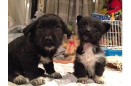 17 kutyát mentettek meg Budapesten!