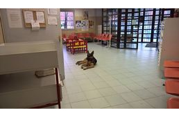 Kutya a gyerekorvosi rendelőben?