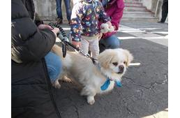 Így is lehet: összefogás az önkormányzat és az állatvédők között