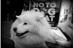 Ismét gyilkoltak a yulin-i kutyahús fesztiválon