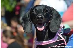 Állati jó programok várnak a IV. SugárZoo Piknik és Hivatalos Tacskó Találkozón