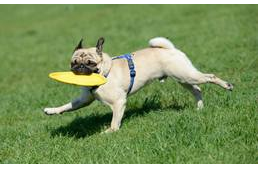 Rekord látogató az Országos Mopsz Parádén