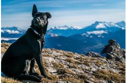 Megtalálták Mamadou, a vadász által lelőtt kutya testét