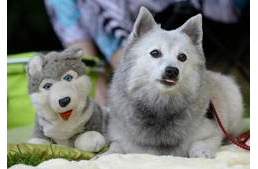 Kutyás nap a gyönyörű szánhúzókkal