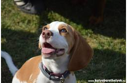 Ebugatta Piknik az állatok védelméért