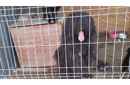 Eledel és pénz nélkül maradt egy menhely