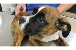 Texasban nem tolerálják az állatkínzást: 12 év letöltendő börtönt kapott egy állatkínzó