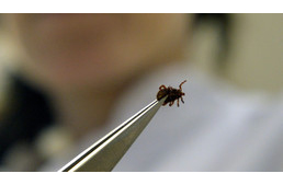 Új kullancs jött délről Magyarországra