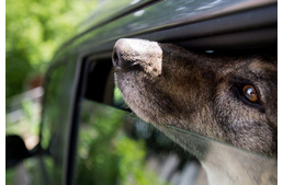 A kocsiban nem hagyunk állatot!