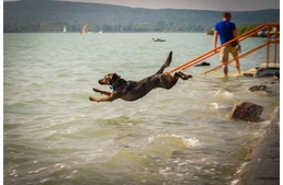 Kutyával fürdenél a Balatonban?