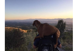 Vizsla-mentés a hegyről