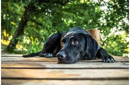 Ne menj el mellettük: lásd meg a fekete kutyát is!