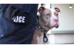 Pitbullok lesznek az új rendőrségi munkakutyák