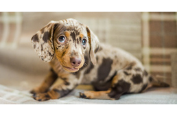 Veszélyben a törpetacskók: Jól mutat Instagramon, aztán mehet az utcára