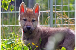 Gondolnád, hogy a farkasokkal is lehet labdázni?