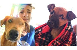 17 évesen megnyitotta a város egyetlen állatmenhelyét a brazil fiú – elszántsága határtalan