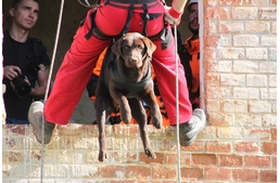 Minősített mentőkutyák