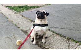 Csodarecept, varázsmódszer a kutyanevelésben – létezik?