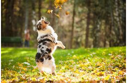 Őszi falevél móka kutya módra