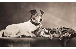 Szelídített állatból szeretett kedvenc – így váltak a kutyák társainkká