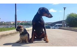 Módszerek, marketing a kutyázásban - de mi illik a kutyám személyiségéhez?