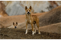 A Közel-Keleten háziasították a kutyát