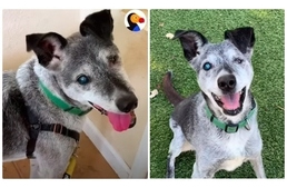 Lélekben örökké fiatal: 19 évesen talált gazdira a menhelyre leadott kutya