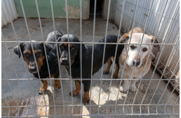 Fogadj örökbe! - Útmutató készült a menhelyi örökbefogadás népszerűsítéséhez