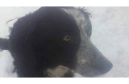 Vádat emeltek a nő ellen, aki megölette kutyáját - a bérgyilkosnak két kg krumplival fizetett