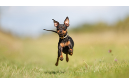 Tippek, hogyan lehet kedvenced boldog kutya nyáron is 