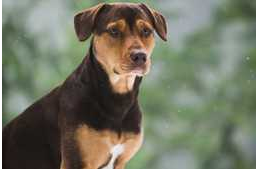 Menhelyről egyenesen Hollywoodba: tudtad, hogy az Egy kutya hazatér sztárja egy mentett kutyus?