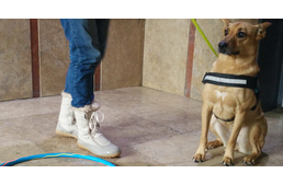 Kutyafélelmek – különös esetek