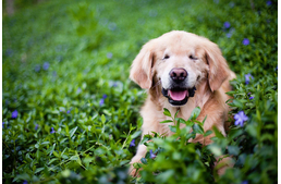Terápiás kutya lett a vak golden retriverből