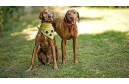 Egy vak vizsla, akinek saját vakvezető vizslája van 