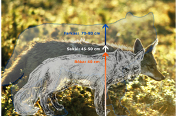 Kutyaformájúak szabadon