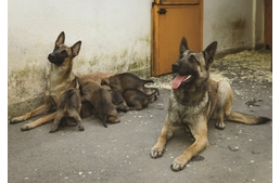 Kajla rendőrkutya-jelöltek