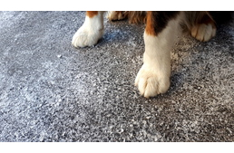 Sós utak: a kutyák téli nagy ellensége