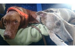 Így vihetsz közepes- és nagytestű kutyát is az IC-re