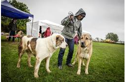 Az eső sem tántoríthatja el a kutyásokat!