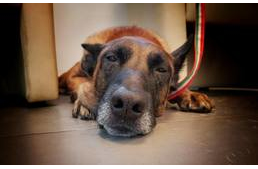 Symba már lábadozik - segítségre van szüksége a gyógyuláshoz!