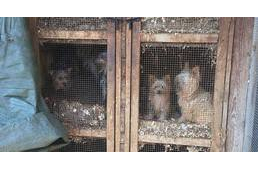 Ideiglenes befogadókat keresnek az állatvédők - újabb szaporítótelep kerül felszámolásra