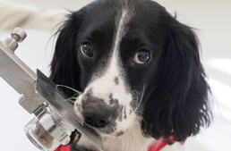 Kutyák segíthetnek a malária megfékezésében