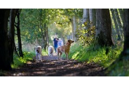 Életveszélyessé vált a viharok miatt a Mecseki Parkerdő - Erdőlátogatási tilalmat rendeltek el