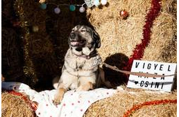 Karácsonyi történetek árva kutyák „tollából”