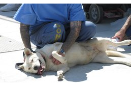 Elítéltek mentették meg a hallássérült kutyákat az erdőtűztől