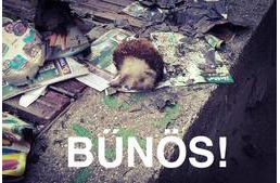 Három év letöltendőt kapott első fokon egy állatkínzó