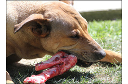 Miért jó a nyers étrend a kutyának?