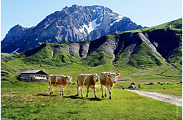 Tehéncsorda támadt turistákra Ausztriában: kutya volt a kiváltó ok