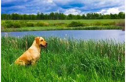 Idén először: Vízparti kutyás buli három napon át