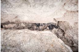 Értelmetlen mészárlás Spanyolországban – megkínzott agarak tömegsírját fedezték fel